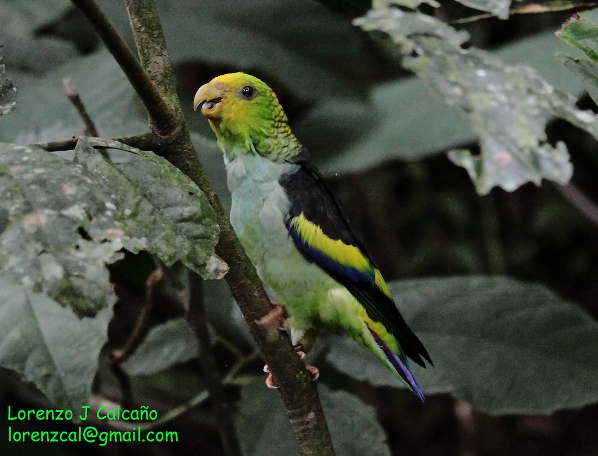 Lilac-tailed Parrotlet - ML213699051