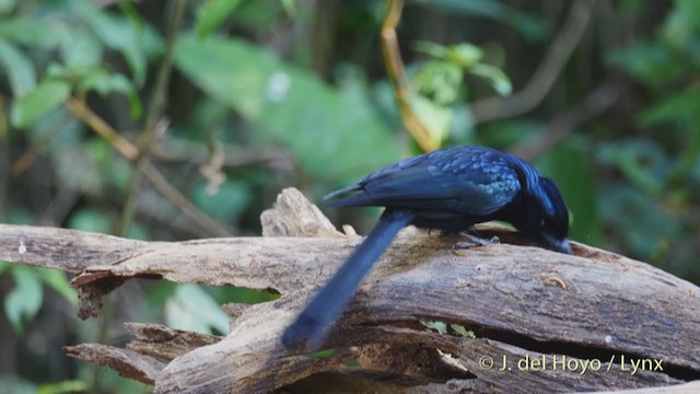 Greater Racket-tailed Drongo - ML213699081