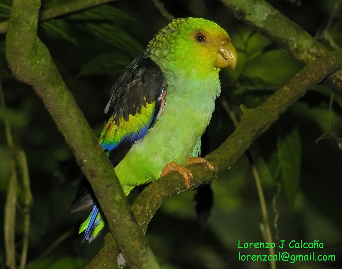 Lilac-tailed Parrotlet - ML213699161
