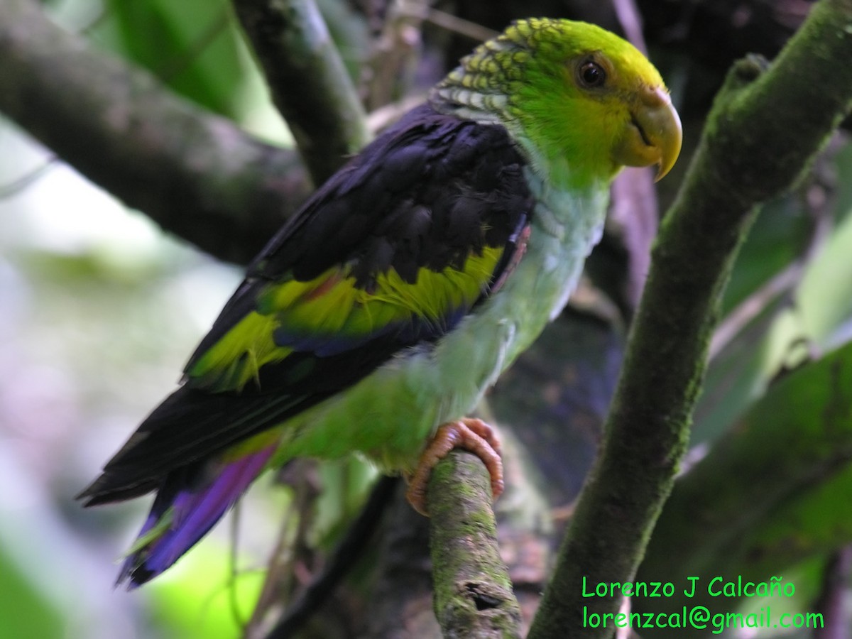 Lilac-tailed Parrotlet - ML213699181