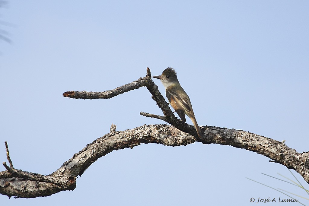 Great Crested Flycatcher - ML213699591