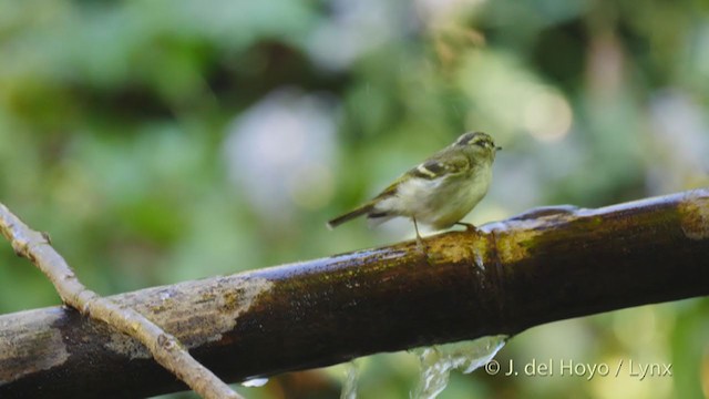 Sichuan Leaf Warbler - ML213699661