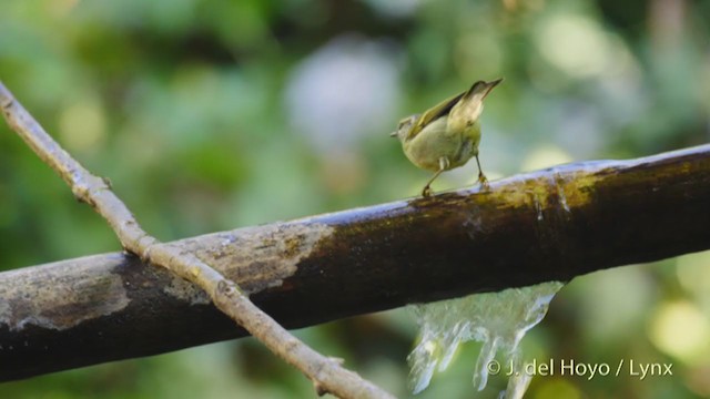 Sichuan Leaf Warbler - ML213699701