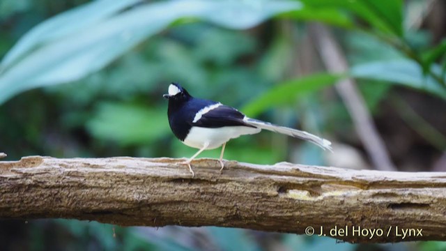 White-crowned Forktail - ML213700011