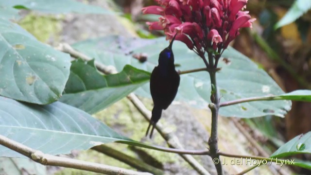 Black-throated Sunbird - ML213700231