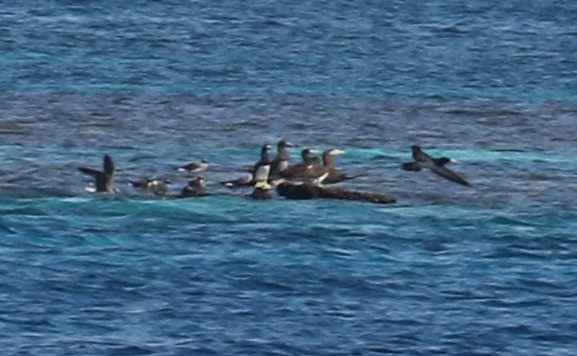 Brown Booby - ML213700831