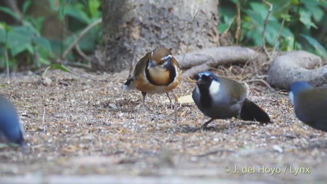 Lesser Necklaced Laughingthrush - ML213702261