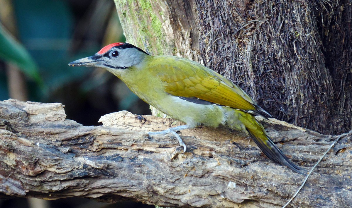 Gray-headed Woodpecker (Black-naped) - ML213702821