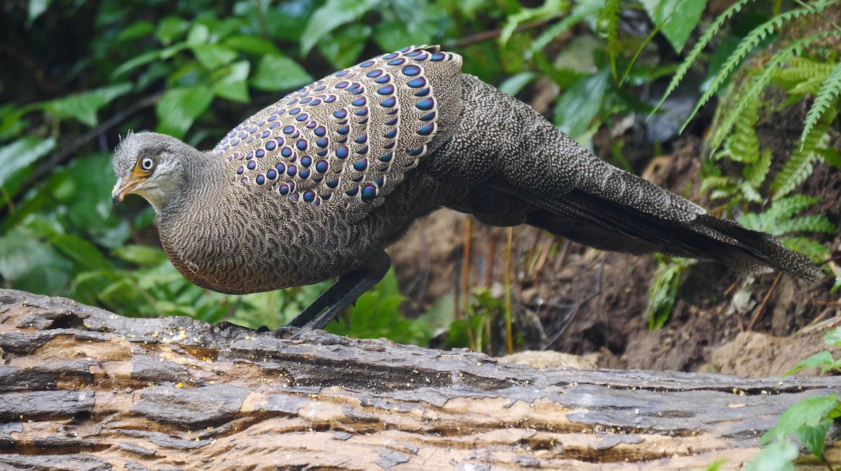 Gray Peacock-Pheasant - ML213703111