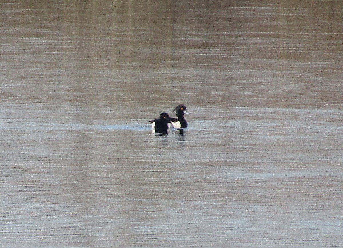 Tufted Duck - ML213703991