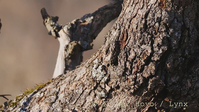 Great Spotted Woodpecker - ML213705741