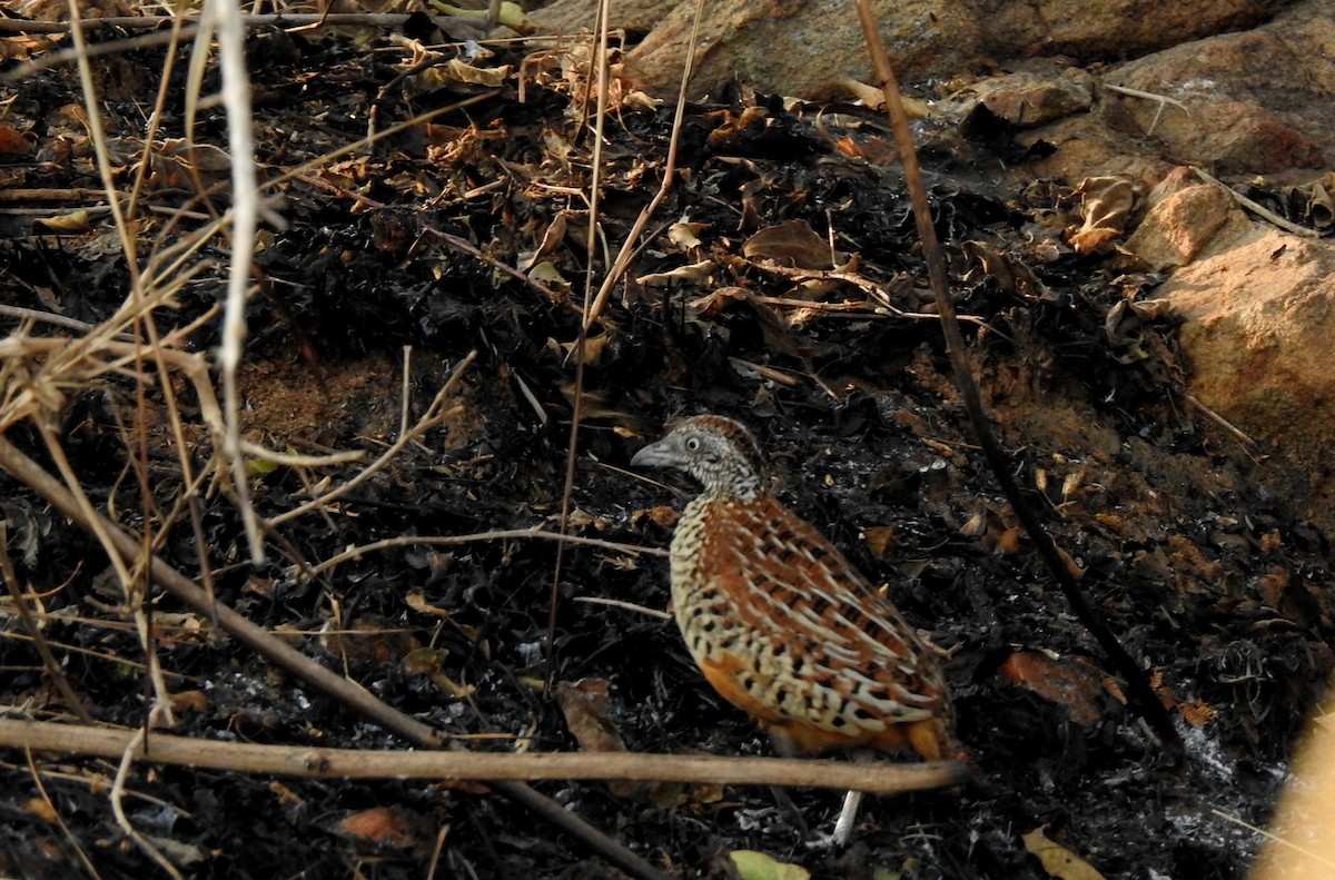 Barred Buttonquail - Anonymous