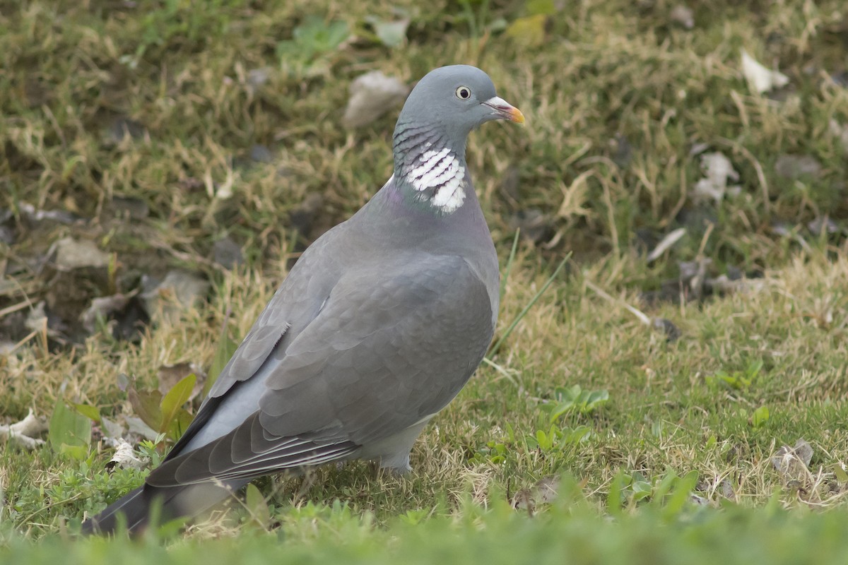 Common Wood-Pigeon - ML213709531