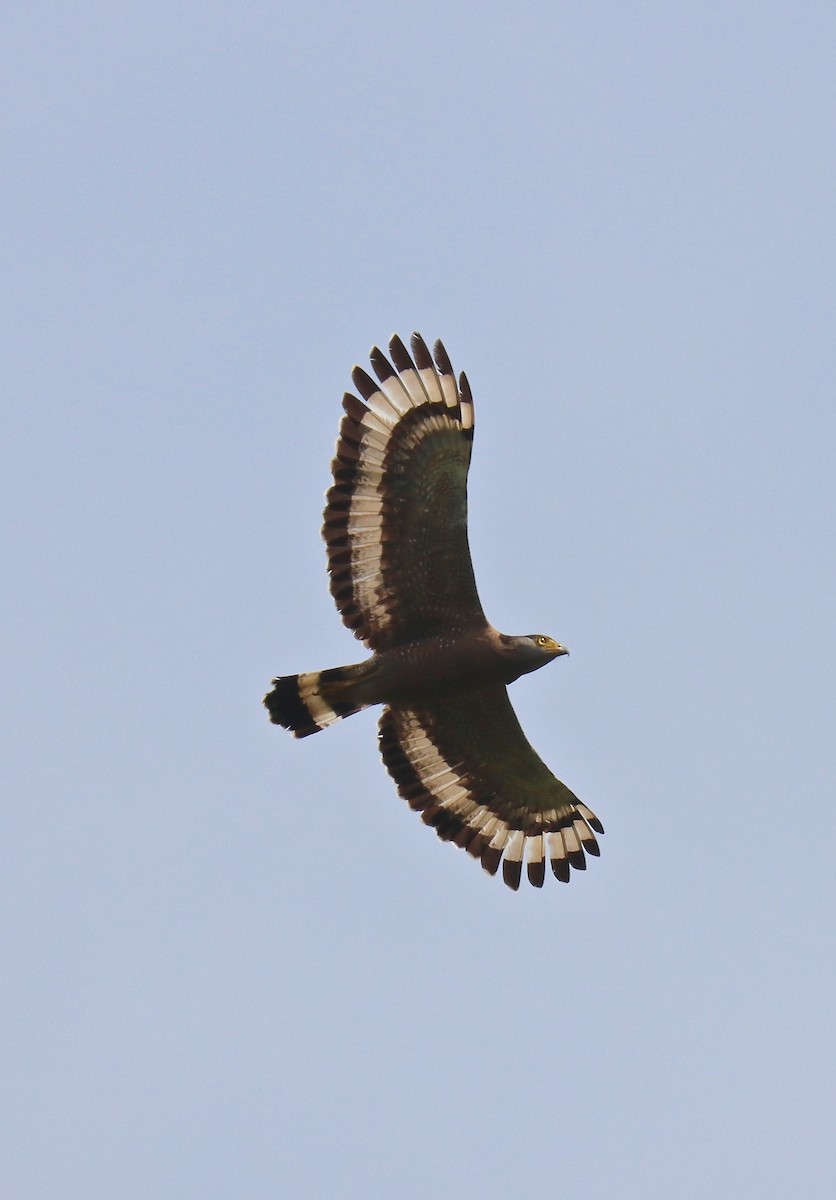 Crested Serpent-Eagle - ML213709941