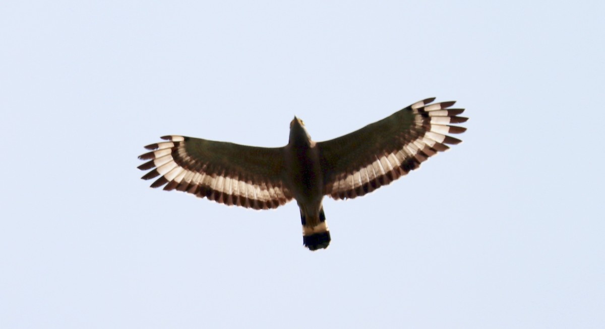 Crested Serpent-Eagle - Ng SH