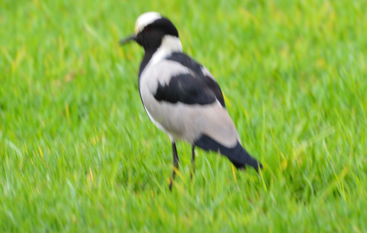 eBird Checklist - 23 Feb 2020 - Rietvlei Nature Reserve--Marais Dam ...