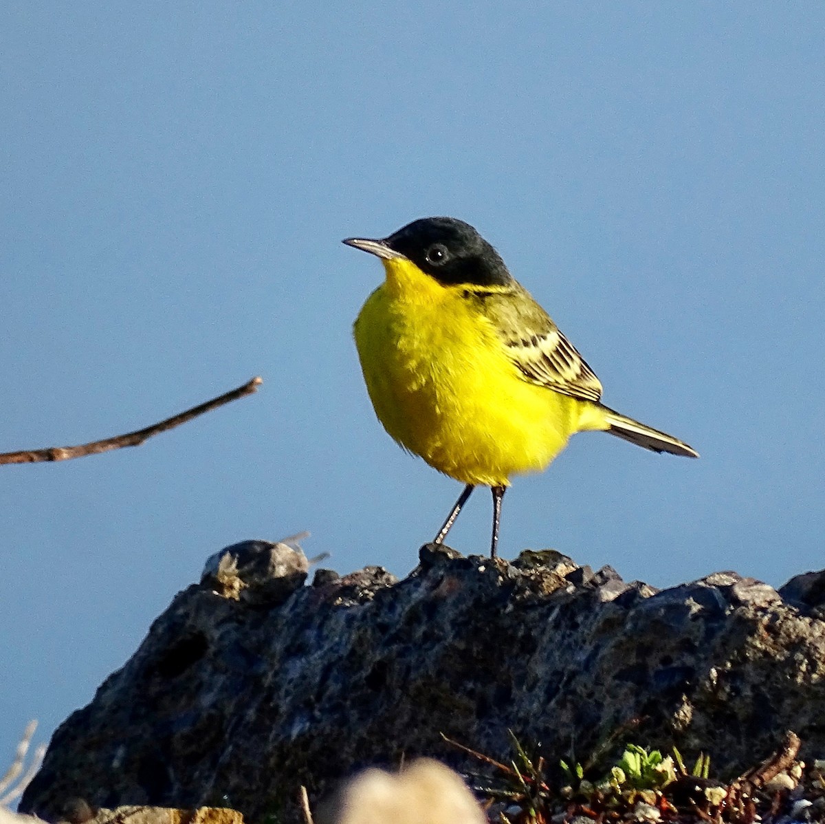 wagtail sp. - ML213714971