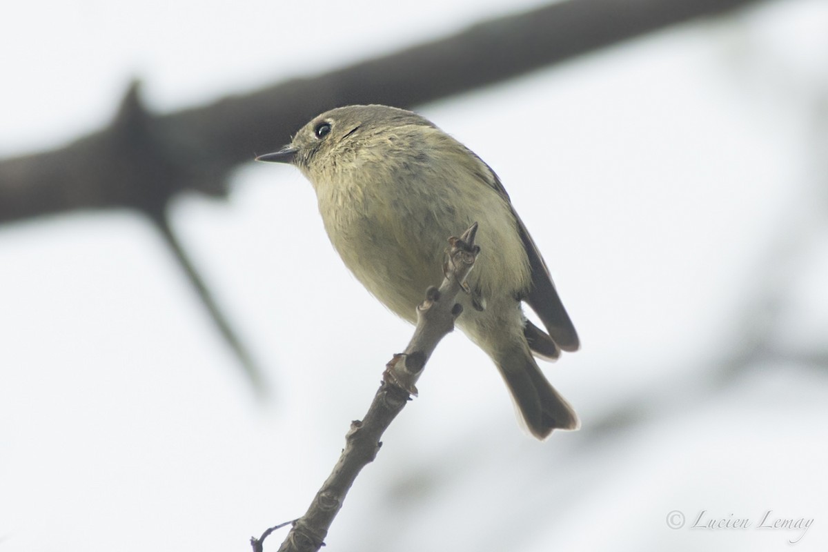Ruby-crowned Kinglet - Lucien Lemay