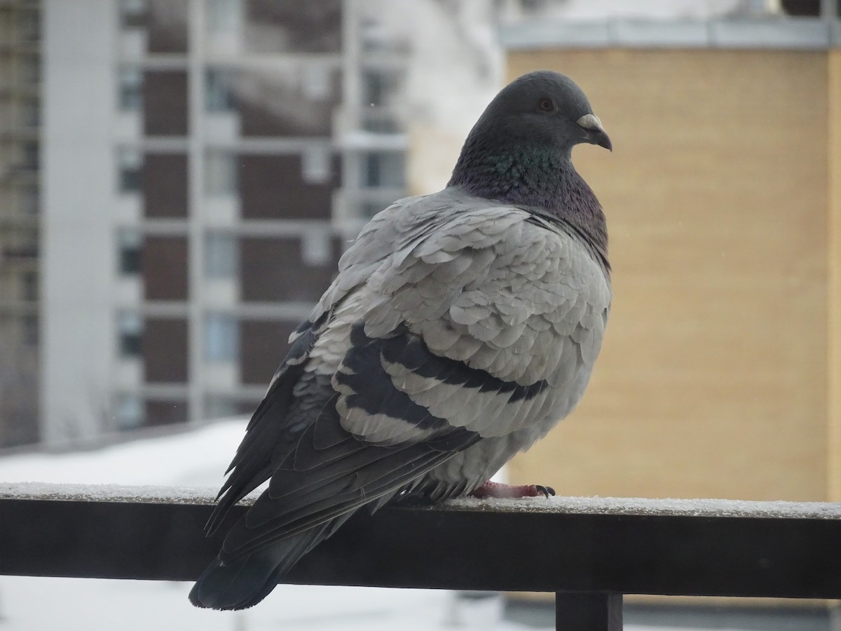 Rock Pigeon (Feral Pigeon) - ML213720621