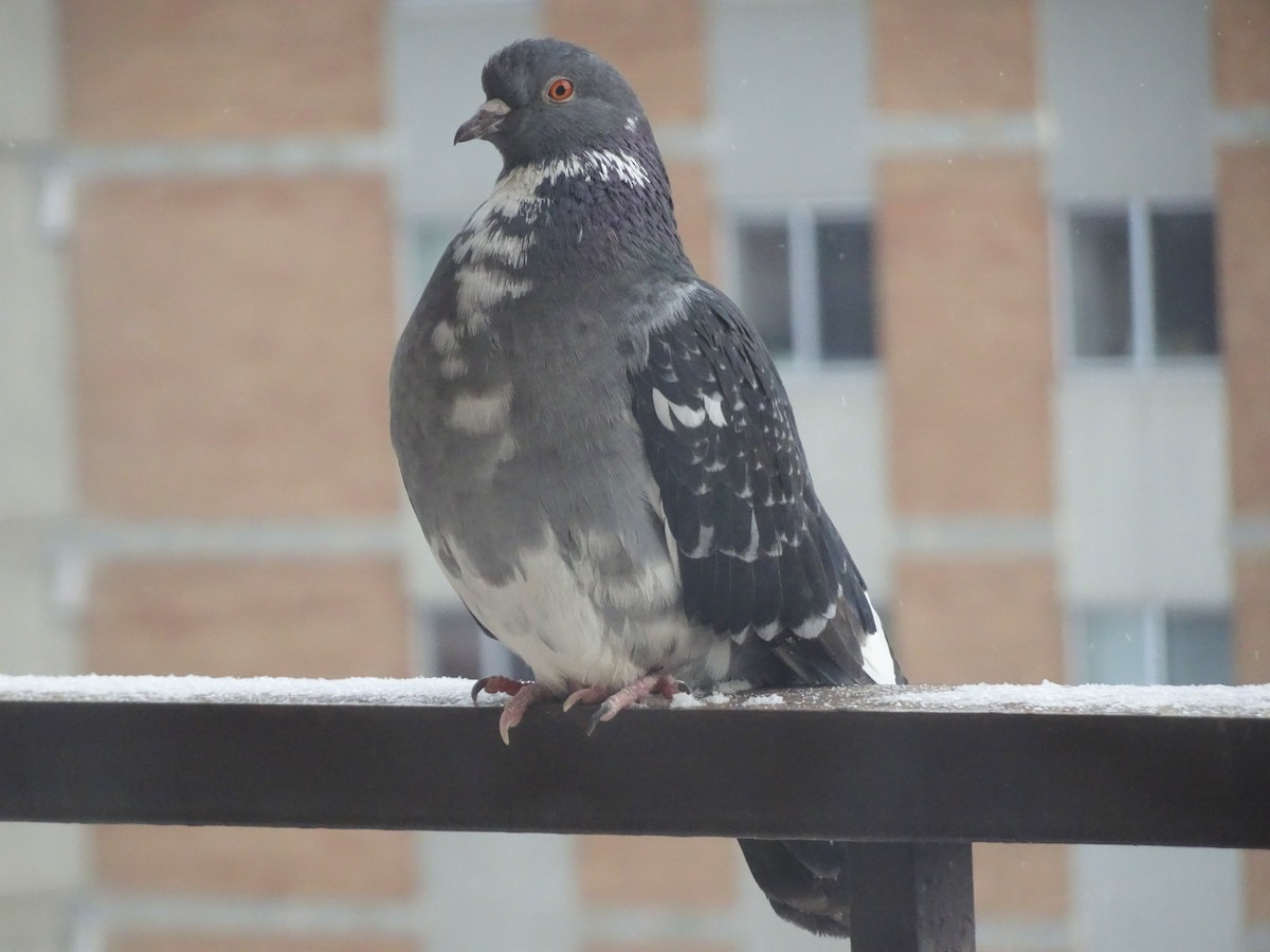 Rock Pigeon (Feral Pigeon) - ML213720651