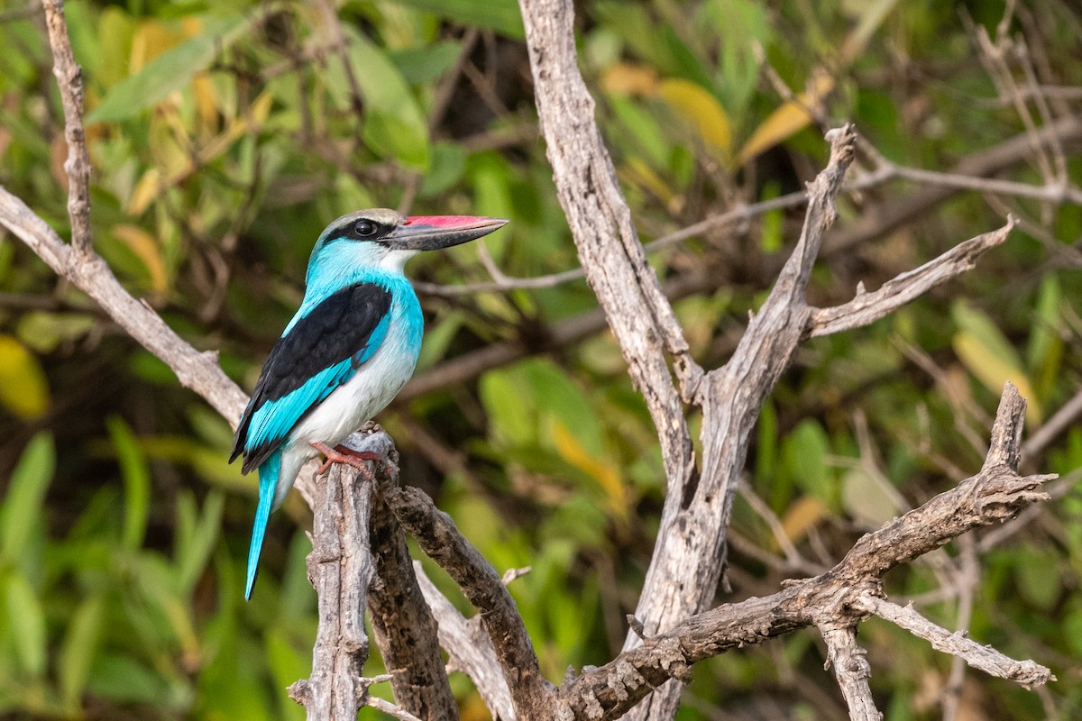 Blue-breasted Kingfisher - ML213722981