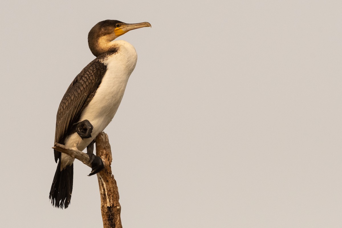 Great Cormorant (White-breasted) - Hans Norelius