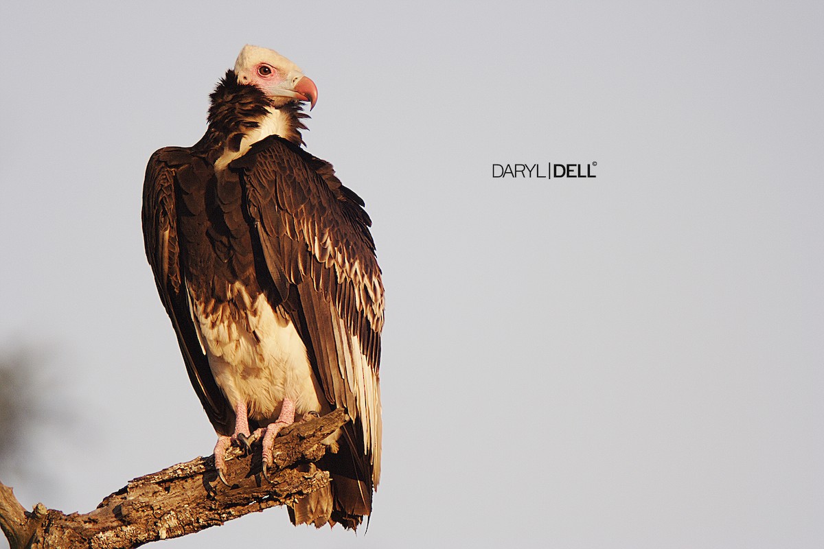 White-headed Vulture - Daryl Dell