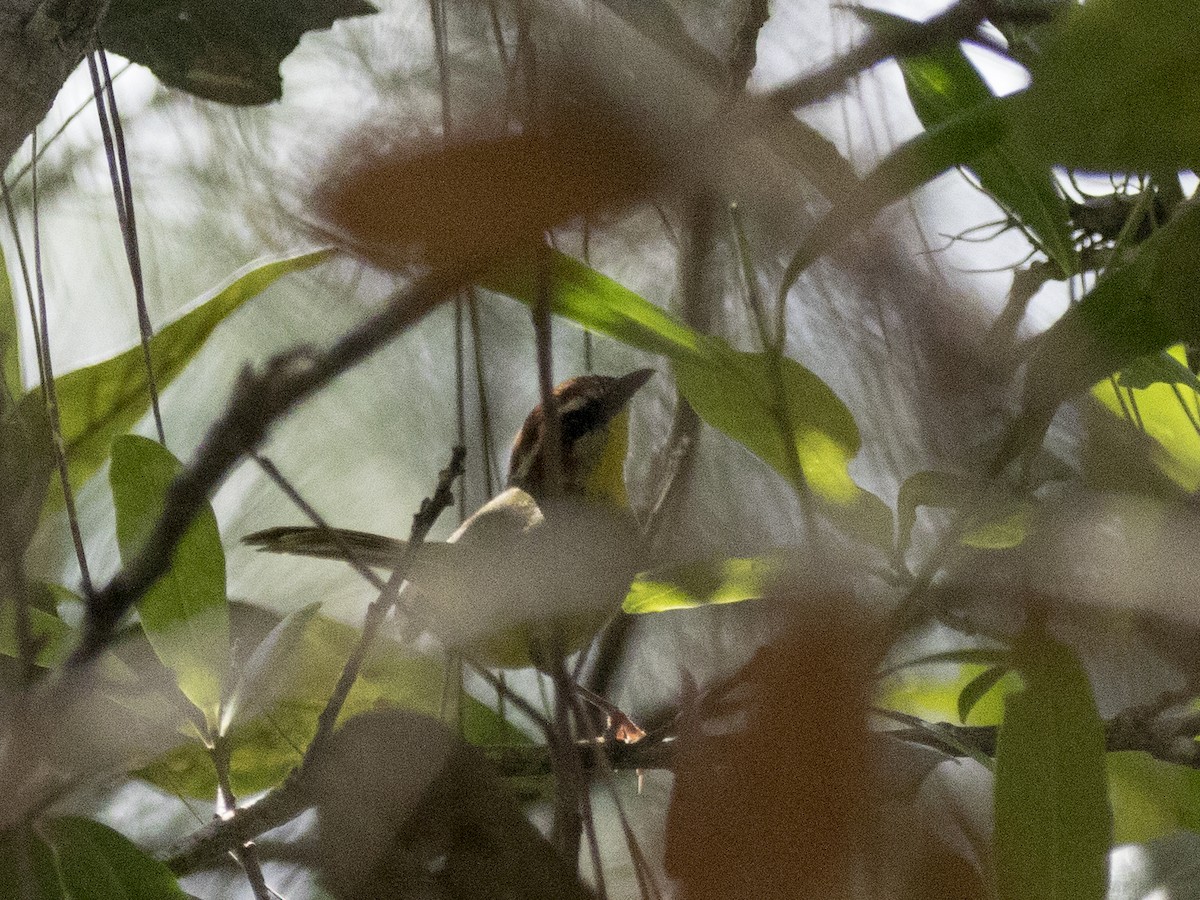eBird Checklist - 11 Feb 2020 - Mountain Pine Ridge--Roaring Creek Road ...