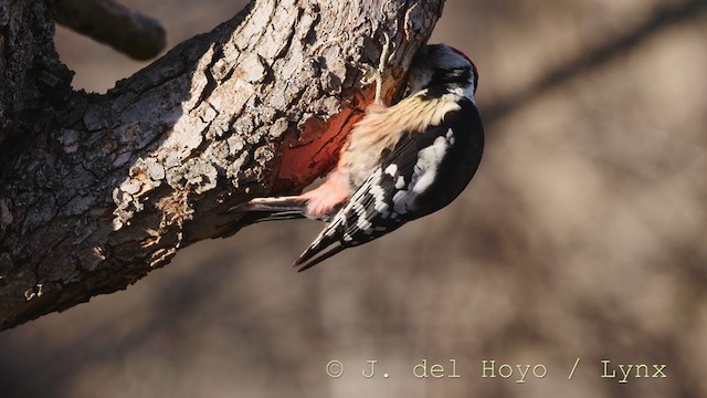 Middle Spotted Woodpecker - ML213726091