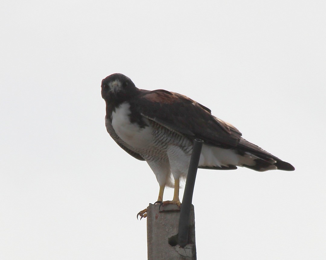 White-tailed Hawk - Elby Anderson A Silva