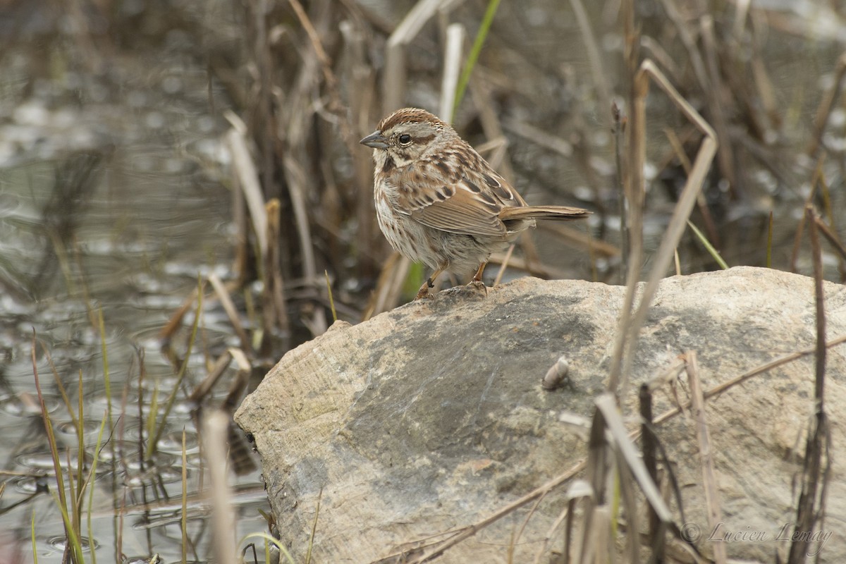 Song Sparrow - Lucien Lemay