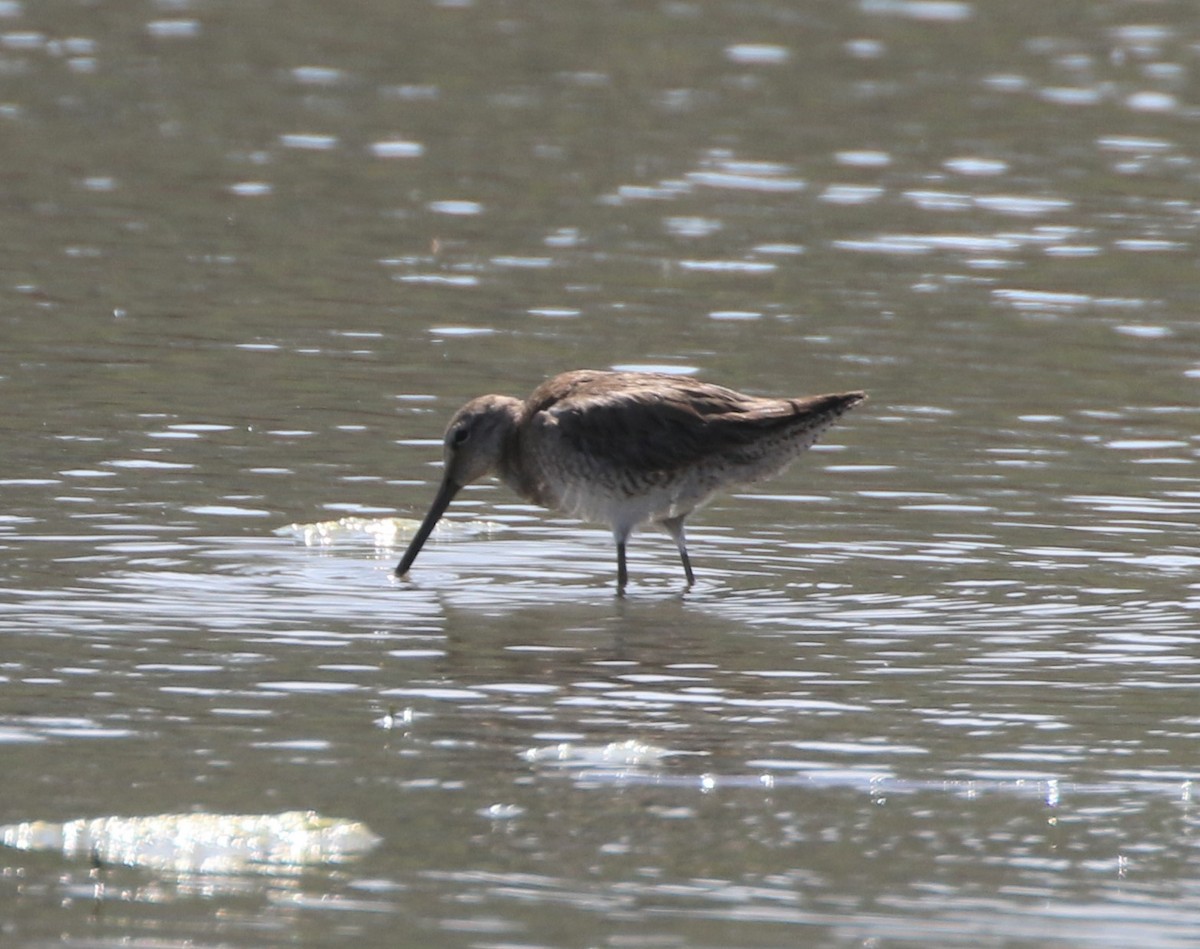Long-billed Dowitcher - ML213728971