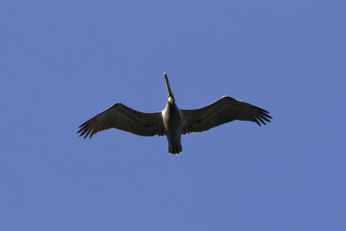 Brown Pelican - Ruth Wittersgreen