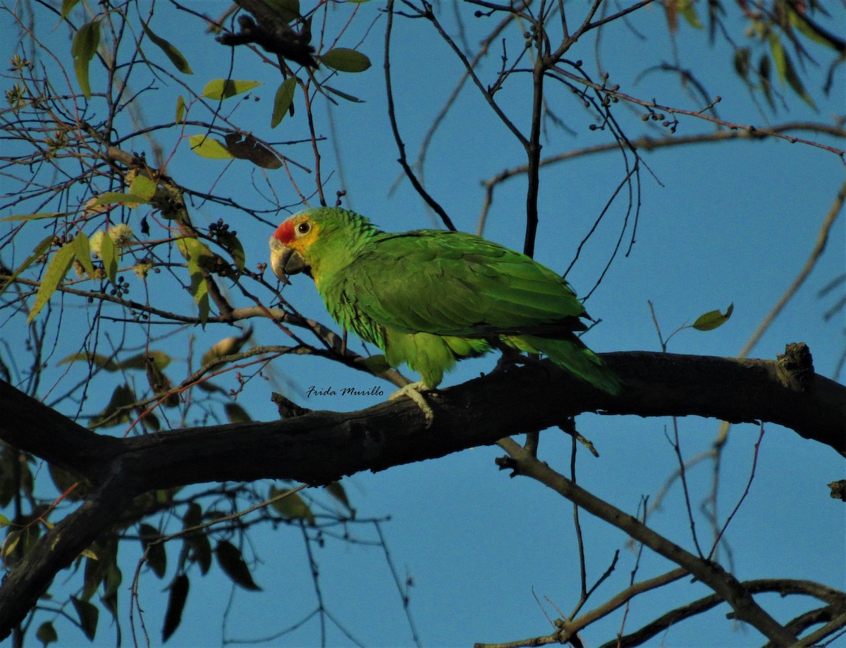 Red-lored Parrot - Frida Murillo @La aprendiz de Darwin