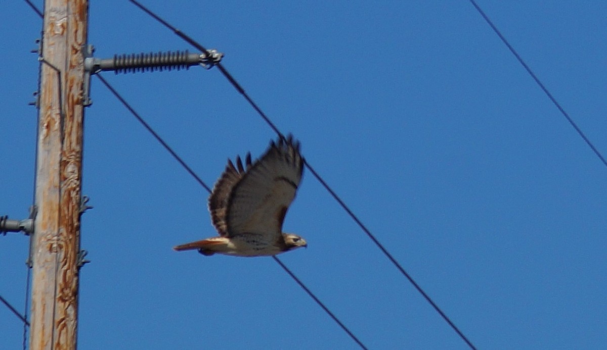 Red-tailed Hawk - ML213737411