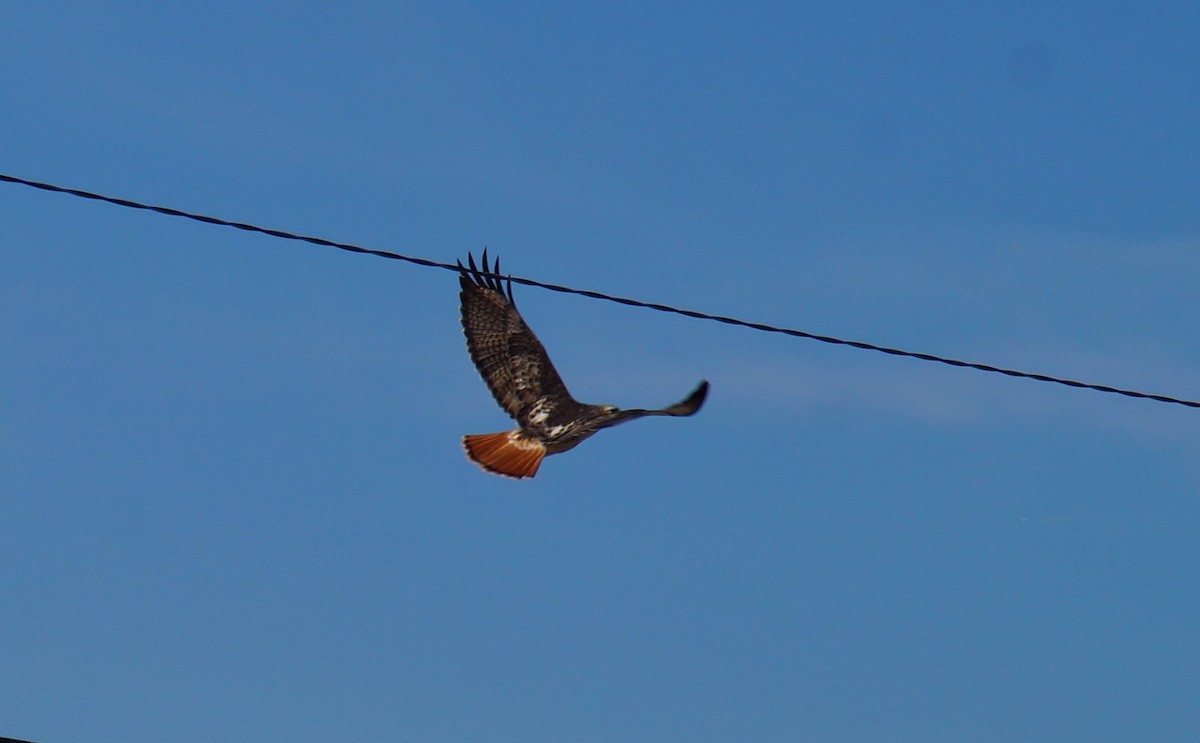 Red-tailed Hawk - ML213737421