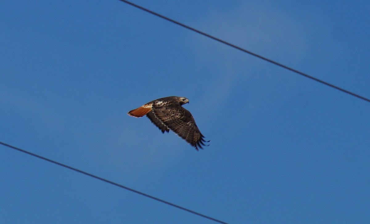 Red-tailed Hawk - ML213737431