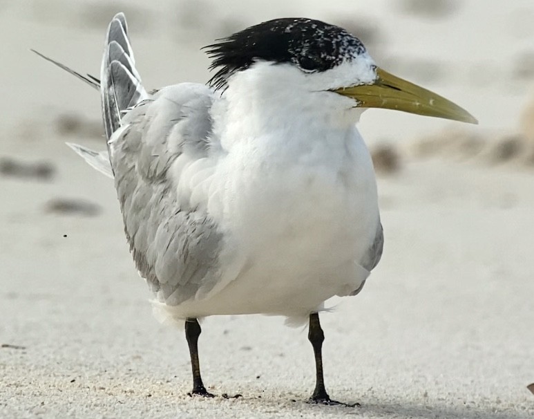 Great Crested Tern - ML213742161