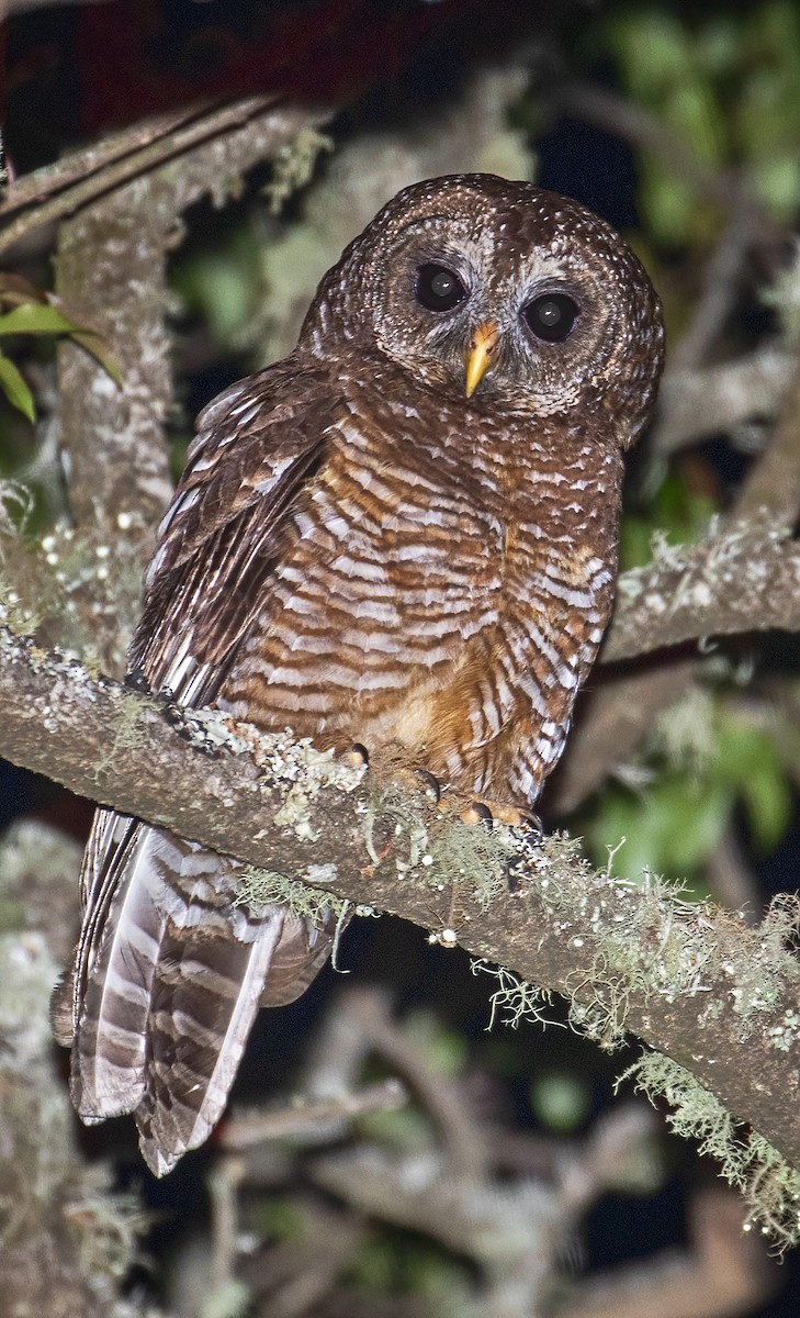 African Wood-Owl - ML213743201