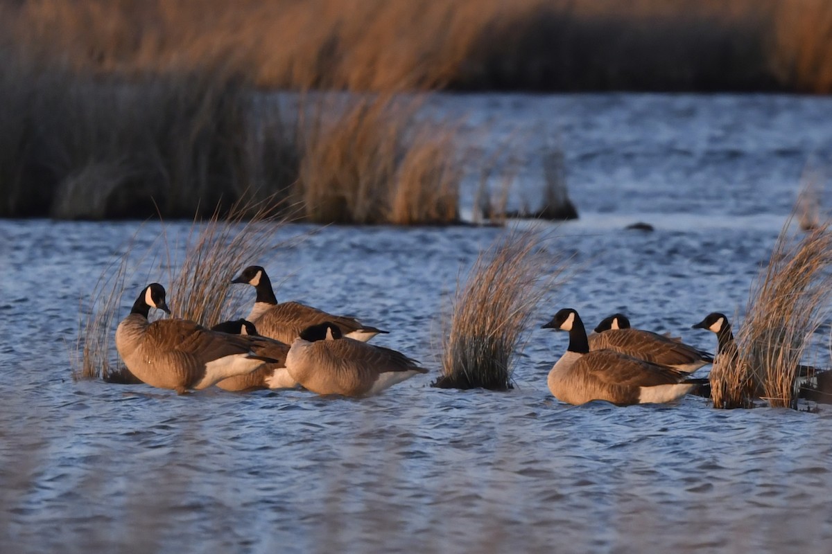 eBird Checklist 29 Feb 2020 Deal Island WMARiley Roberts Rd. 22
