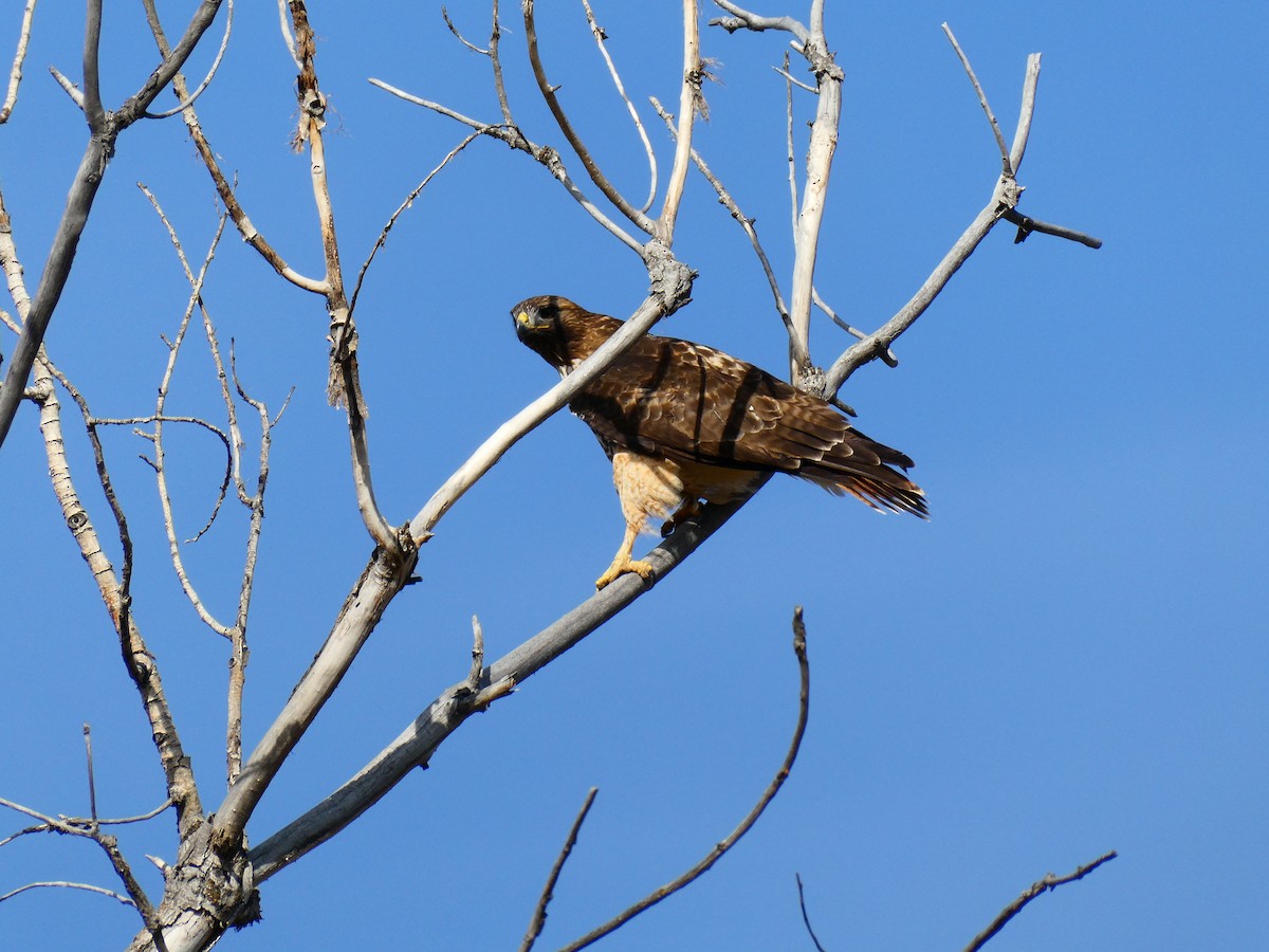 Red-tailed Hawk - ML213748081