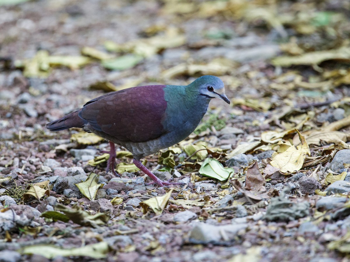 Buff-fronted Quail-Dove - ML213750491