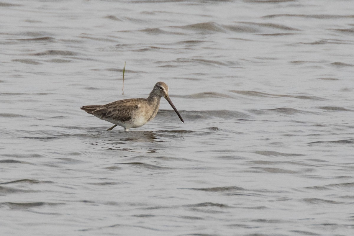 Long-billed Dowitcher - ML213750831