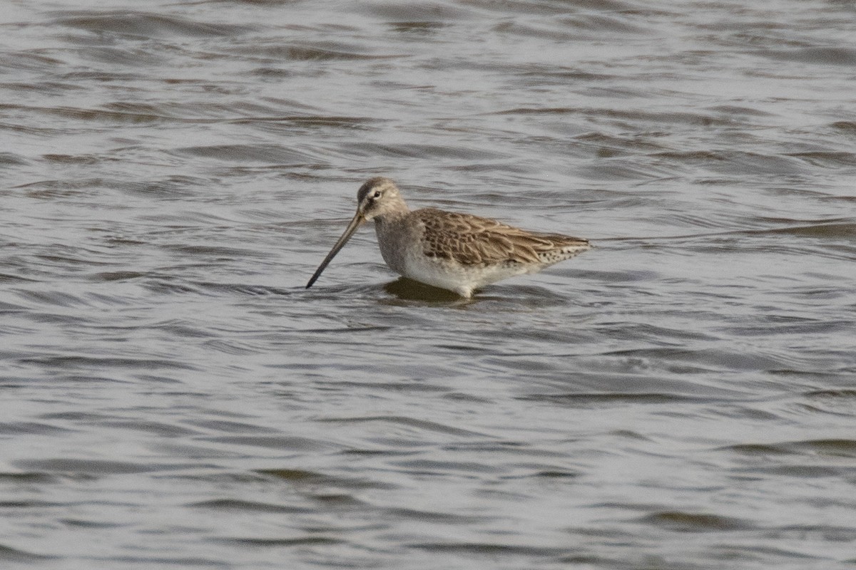Long-billed Dowitcher - ML213750841