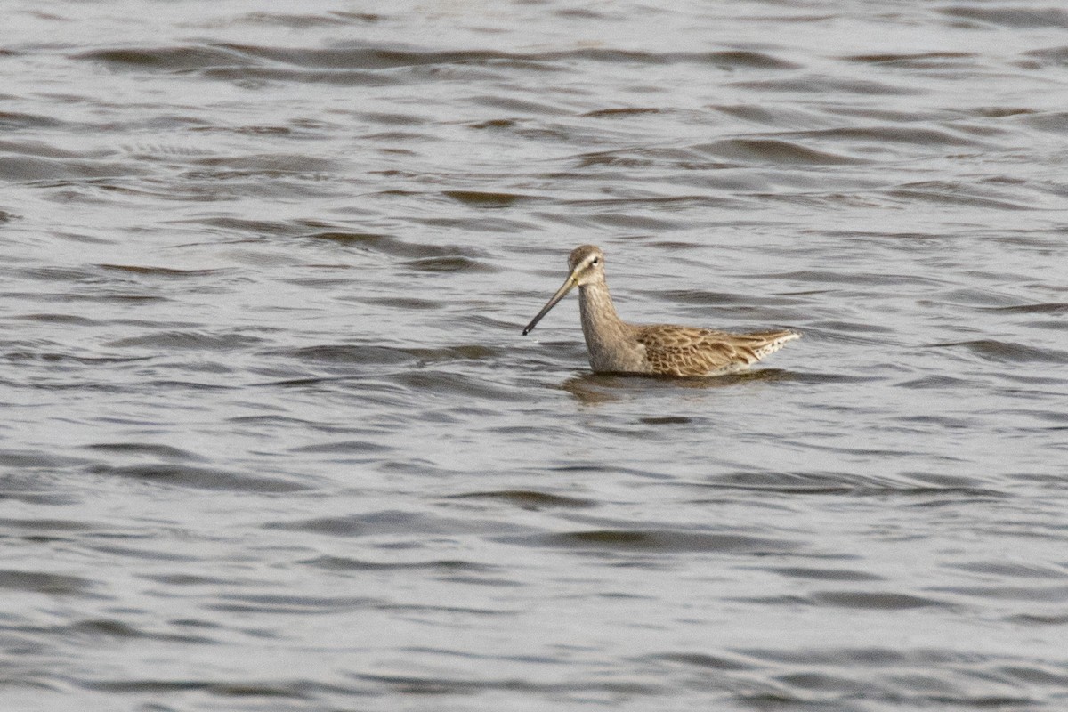 Long-billed Dowitcher - ML213750861