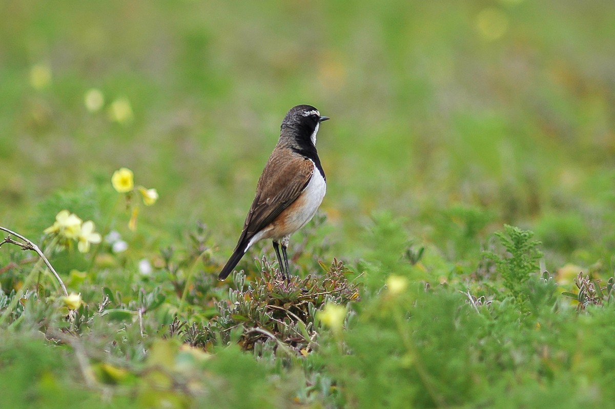 Capped Wheatear - James Kennerley