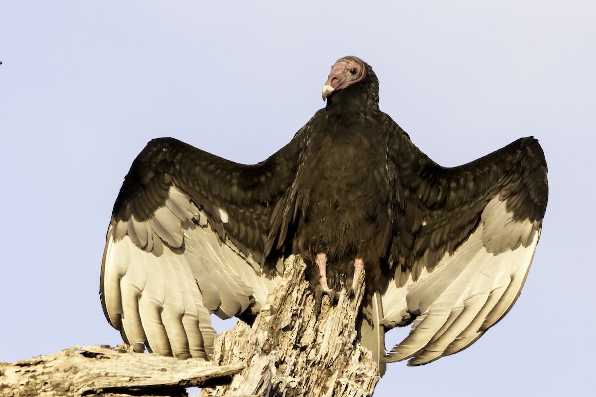 Turkey Vulture - Jorge Eduardo Ruano