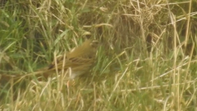 Olive-backed Pipit - ML213759801