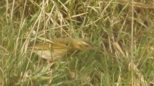 Olive-backed Pipit - ML213759881