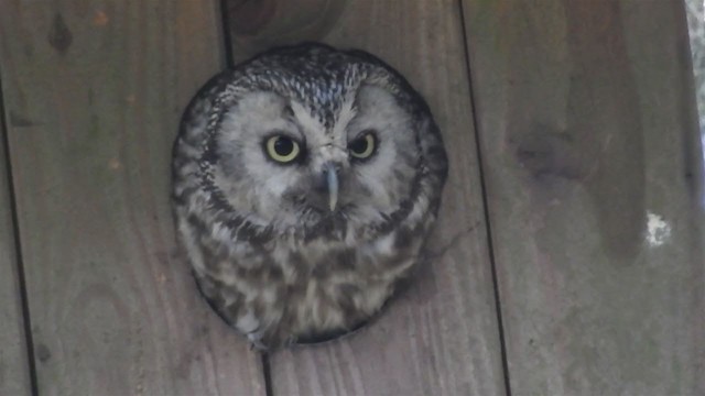 Boreal Owl - ML213761301